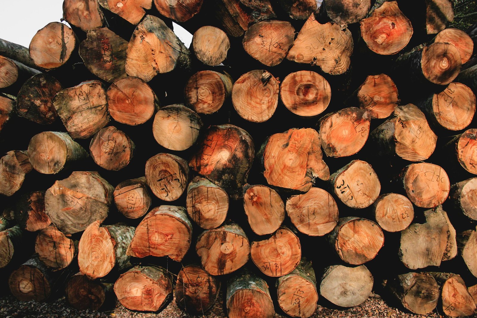 Pile of cut logs